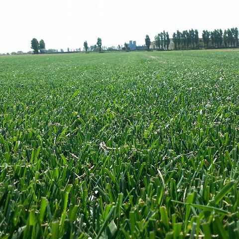 Çim Bakımı Görseli